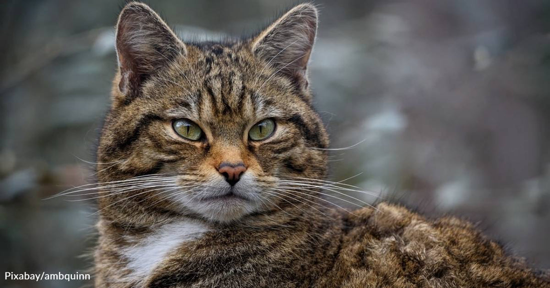 Captive-Bred Scottish Wildcats May Save the Species from Extinction