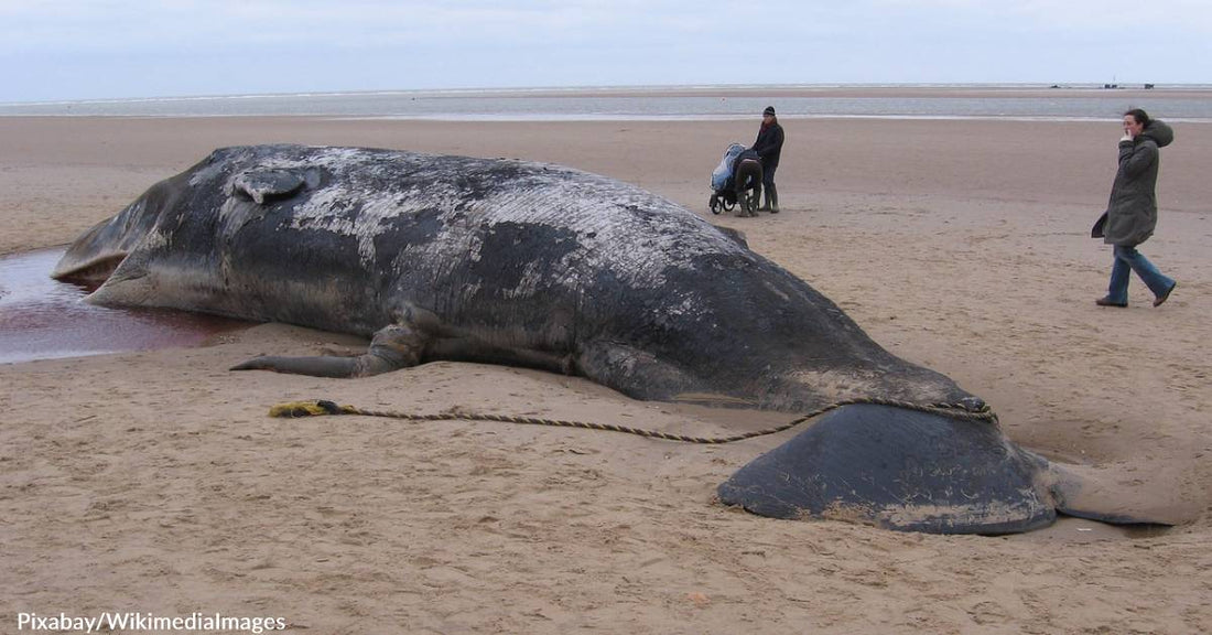 Sperm Whale Washed Up on Kauai Reef Filled with Plastics and Other Garbage