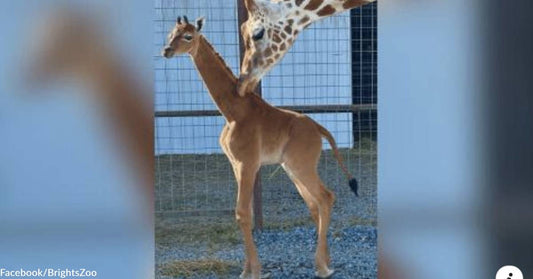 An Extremely Rare "Spotless" Giraffe is Born in a Tennessee Zoo, &amp; She Needs a Name