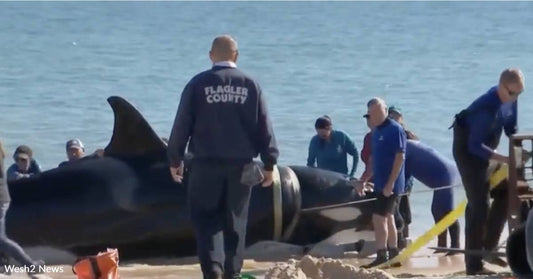 Geriatric Orca Strands Self on Flagler County Beach, Succumbs to Illness Before Rescuers Could Intervene