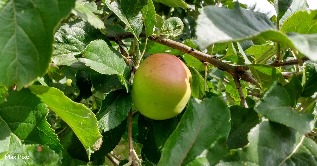 Retired Engineer Saved Over 1,200 Heritage Apples from Extinction