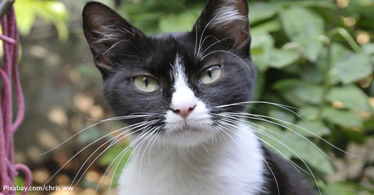 Cat Gets Revenge After Being Locked Out Of The Bathroom