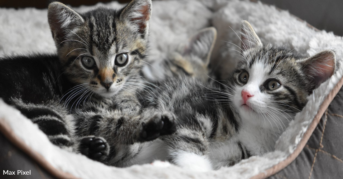 New Study Identifies 7 Distinct Personality Traits In Cats