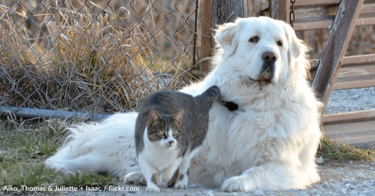 Great Pyrenees Lays On Top Of Cat That Stole Her Bed