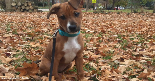 Woman Has The Most Adorable Reunion With A Foster Dog