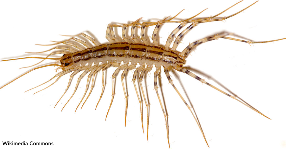 Redditor Finds Massive House Centipede In Japanese Apartment