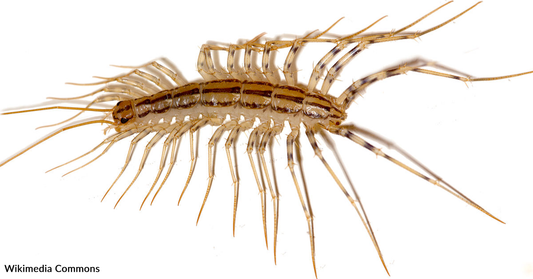 Redditor Finds Massive House Centipede In Japanese Apartment