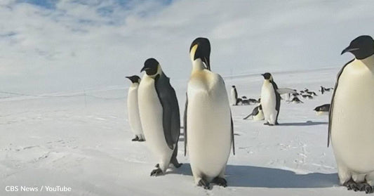 Robot Joins Emperor Penguin Colony In Antarctica