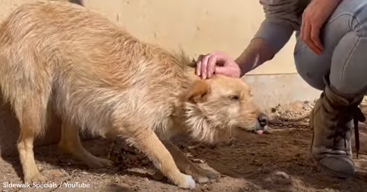 Dog Rescued From Neglectful Owner Learns What It's Like To Be Loved ...