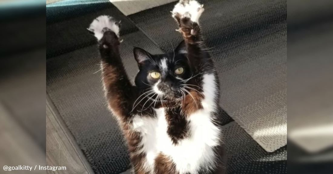 Keys The Cat Throws Her Paws In The Air And No One Knows Why