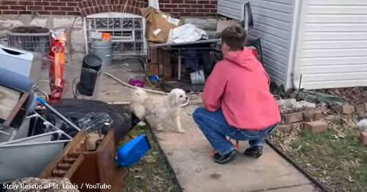 Dogs Left Behind During Eviction Refuse To Leave The House