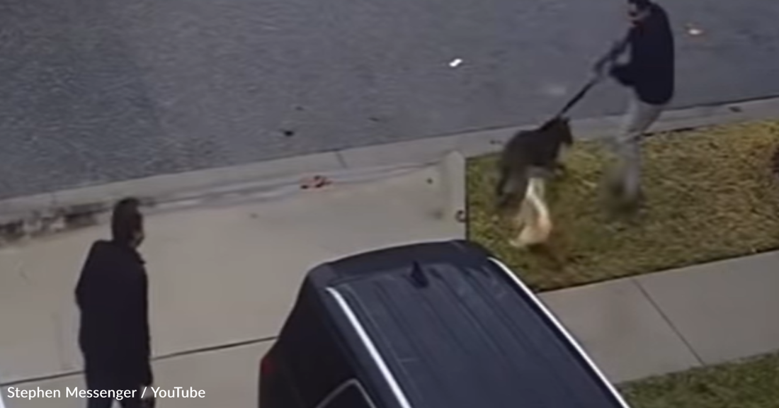 Fearless Cat Chases Off Dog That's Bullying His Brother