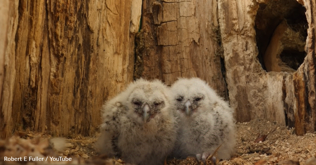 Wild Tawny Owl Adopts Orphaned Rescue Chicks