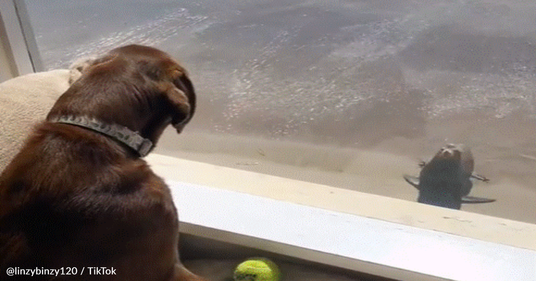 Dog Left Heartbroken When His Sea Lion Friend Washes Up Dead On The Beach