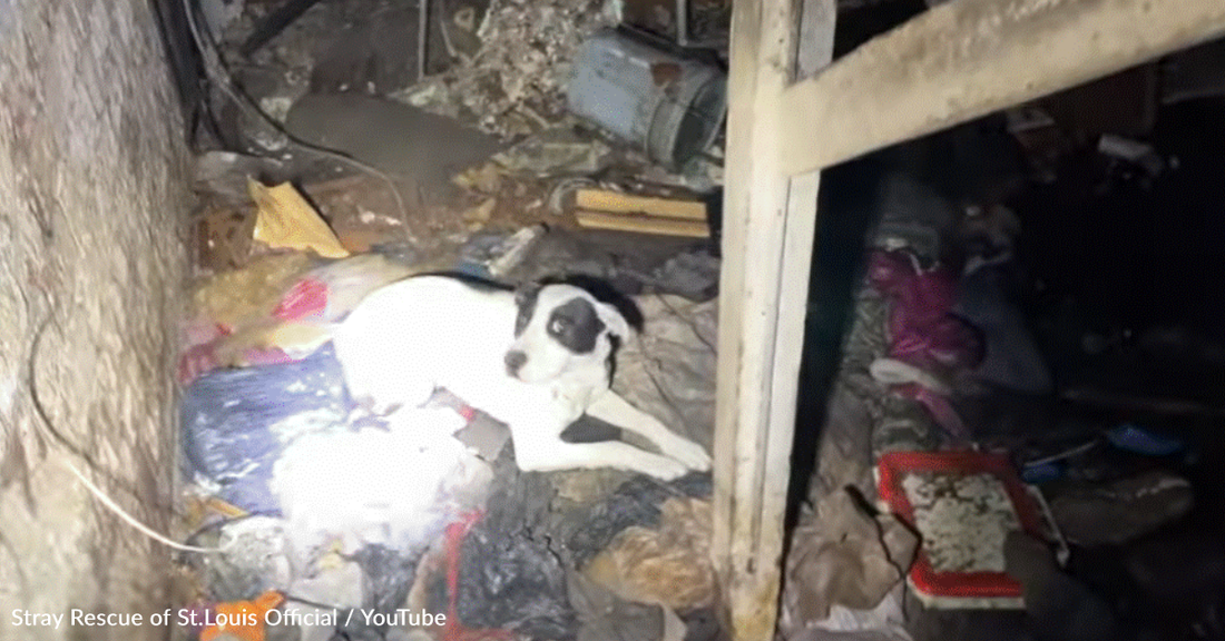 Rescuer Falls Through Floor Trying To Save Dog Trapped In Old House