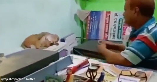 Wild Monkey Brings Her Injured Baby To The Doctor For Help