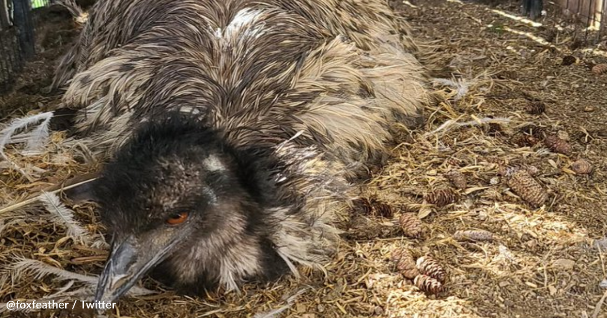 Male Emu Surprises Everyone By Incubating Eggs And Hatching Chicks ...