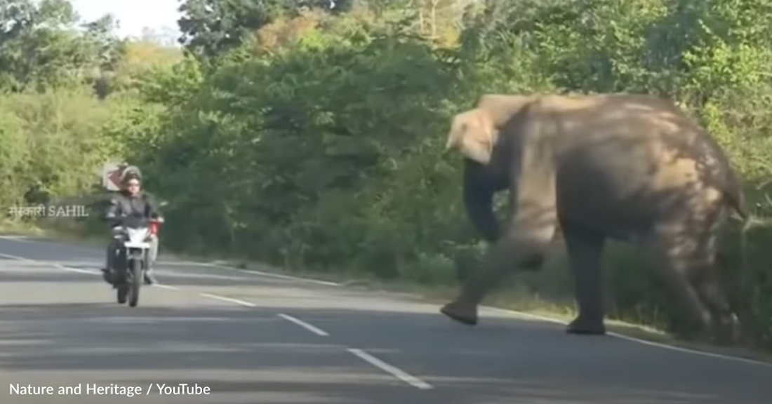 Mother Elephant Asks Humans To Help Save Her Baby