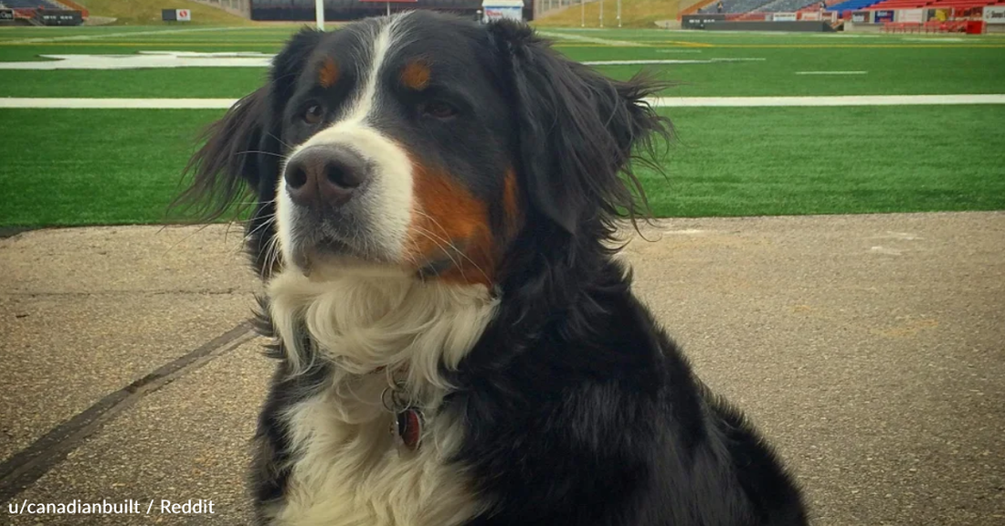 Community Comes Together To Give Dying Dog One Final Snow Day