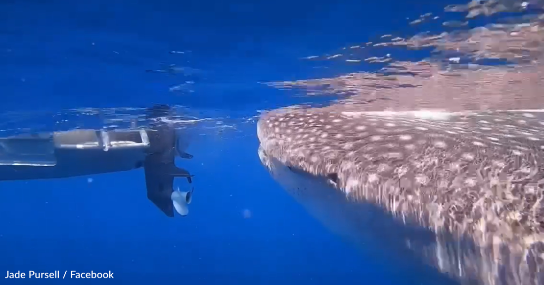 Labrador Retriever Meets Curious Whale Shark In Australia