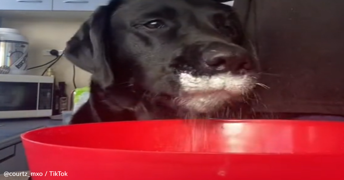 Labrador Helps Make Her Own Birthday Cake