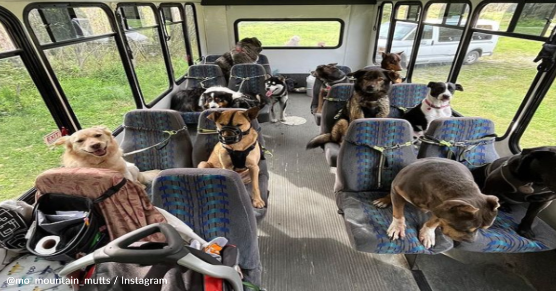 Bus Picks Up Dogs For "School" Every Day In Alaska