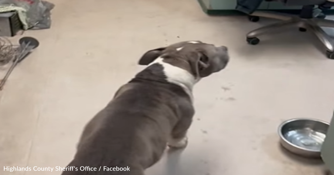 Watch Family's Emotional Reunion With Missing Dog After 10 Months