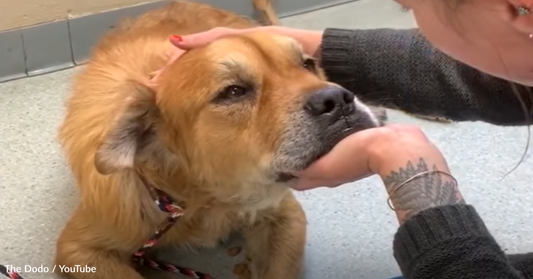 Senior Dog Given Weeks To Live Defies All Odds After Being Rescued From The Pound