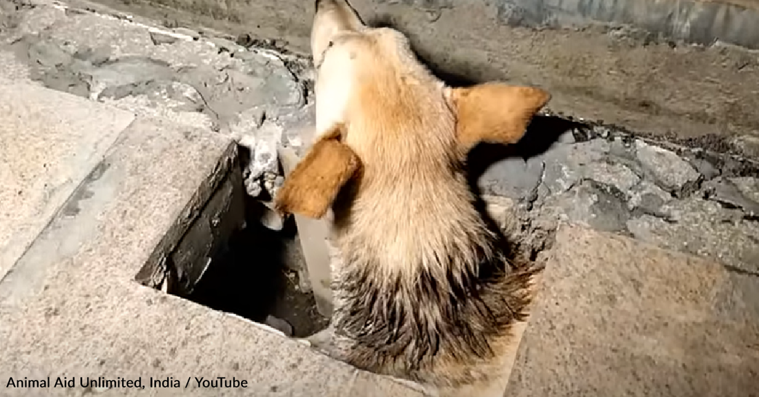 Rescuers Find Dog Dying In A Hole And Offer Him A Second Chance At Life