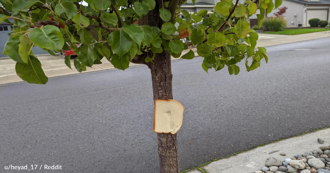 The Strange Reason People Are Stapling Bread To Trees