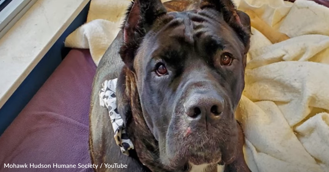 Stray Dog Called Dangerous And Unadoptable Turns Into A Gentle Giant