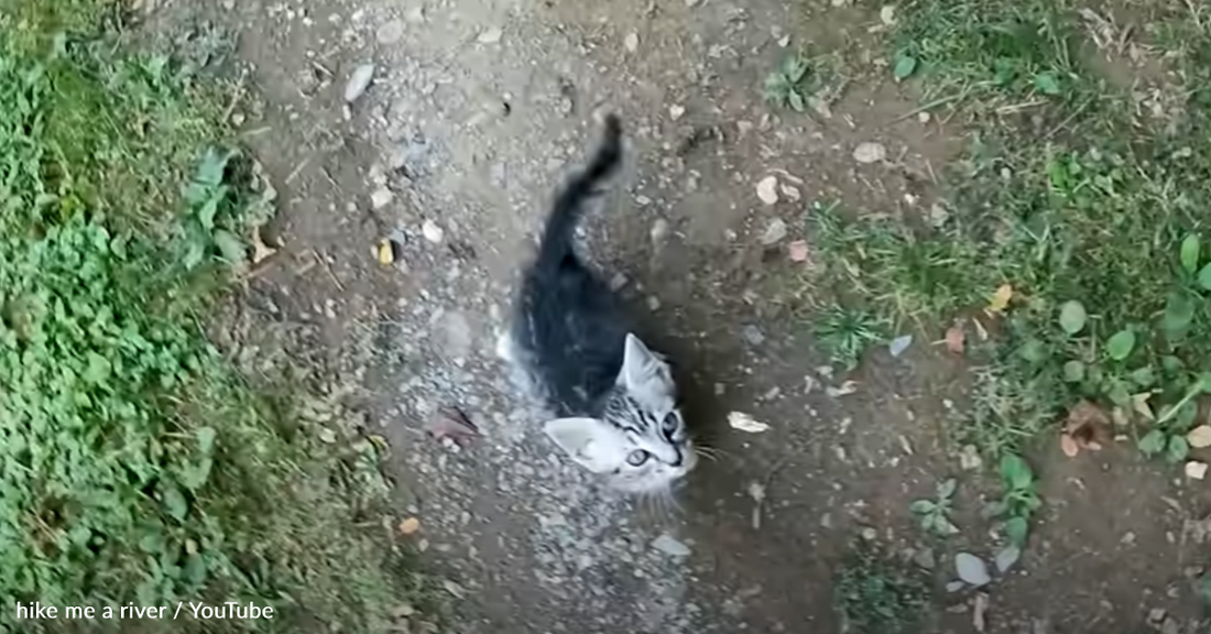 Hiker Finds Kitten In The Woods And Gives Him A New Home