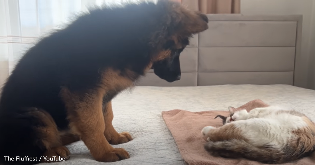 Curious German Shepherd Puppy Meets Mama Cat And Her Newborn Kittens