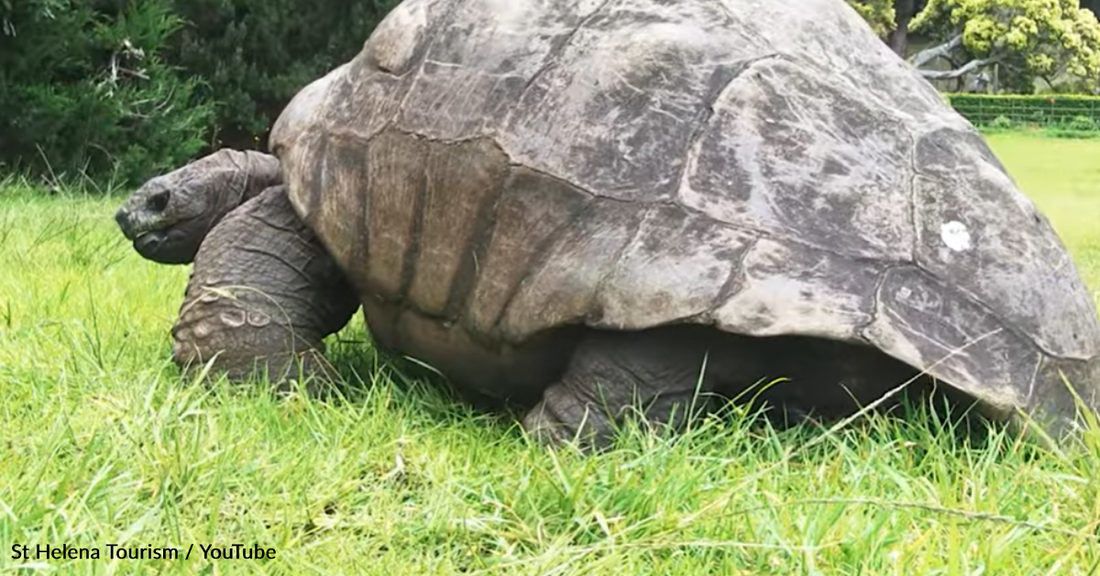 Jonathan The Tortoise Celebrates His 190th Birthday With A Feast