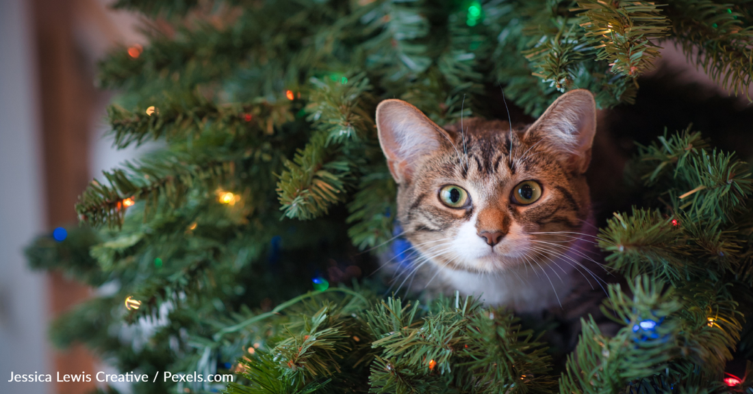 Cat Expert Shares Tips To Avoid A "Cat Catastrophe" This Holiday Season