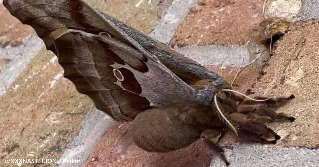 People Are Freaked Out Over Viral Photo Of "Flying Tarantula"