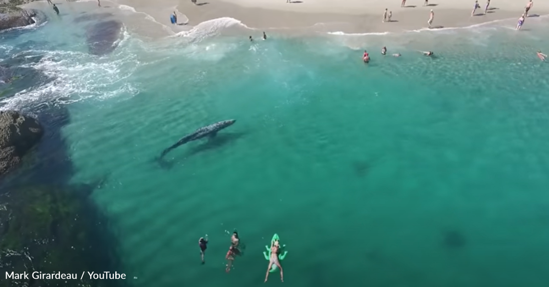 Gray Whale Swims Between Beachgoers In Southern California