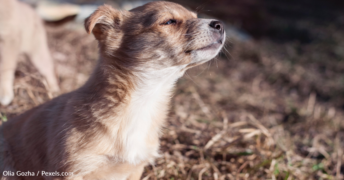 How Do Dogs Smell So Well? David Tennant Explains The Science Behind It