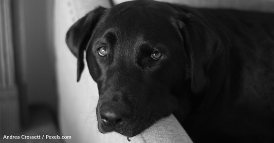 Airline Sends American Family's Dog To Saudi Arabia Instead Of Nashville