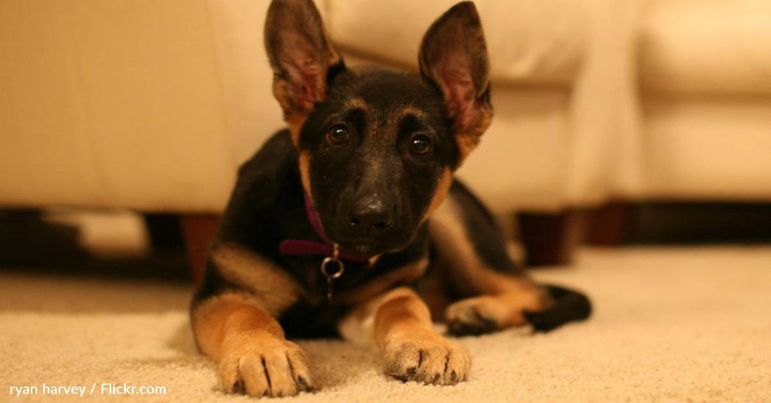 Airline Pilot Adopts Puppy Abandoned At San Francisco International Airport