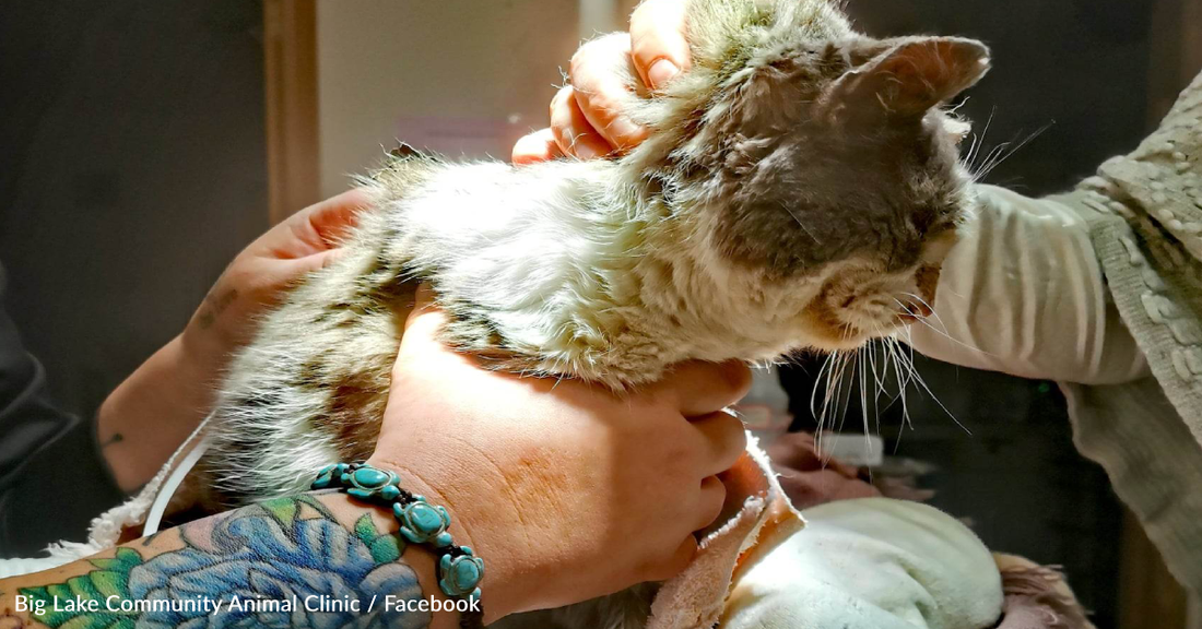 Woman Saves Cat "Frozen To The Ground" During Winter Storm Elliot