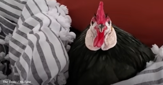 Woman Rescues Rooster And Now He Sleeps In Her Room Every Night