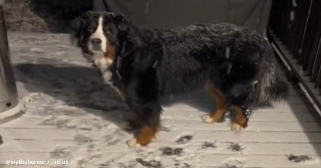 Bernese Mountain Dog Refuses To Come Back Inside During A Snow Storm