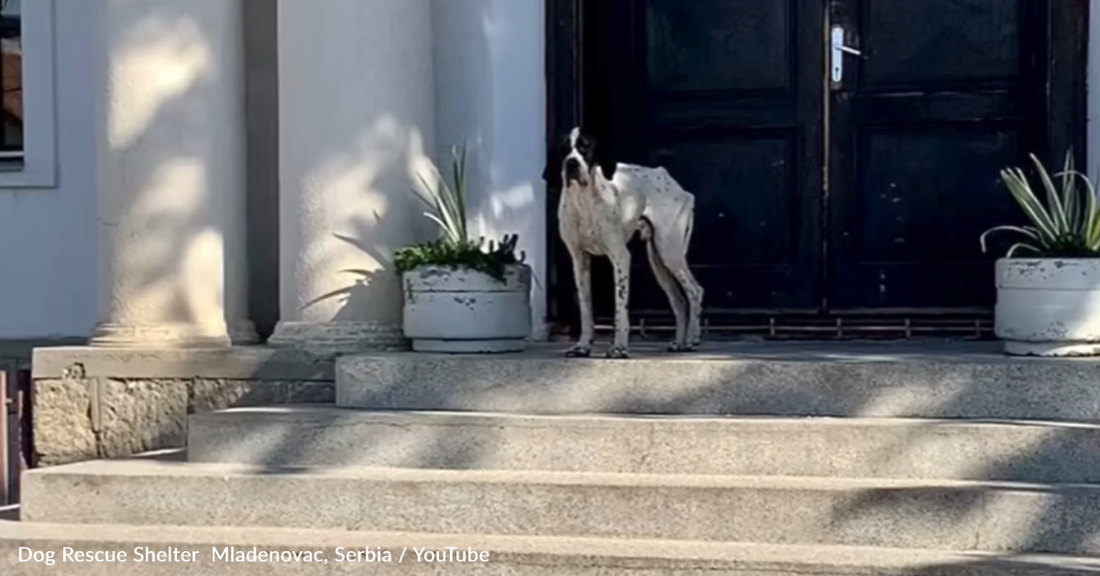 Stray Dog Waits Outside School To See The Children Every Day