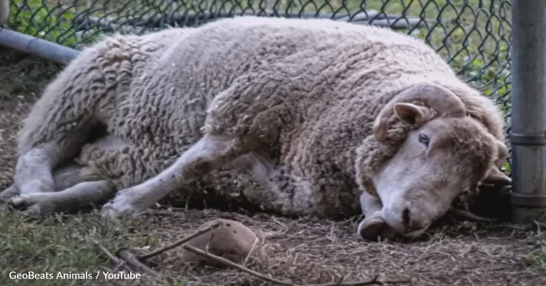 Sad Ram Spends Years In Isolation Until He Finally Gets A Family Of His Own