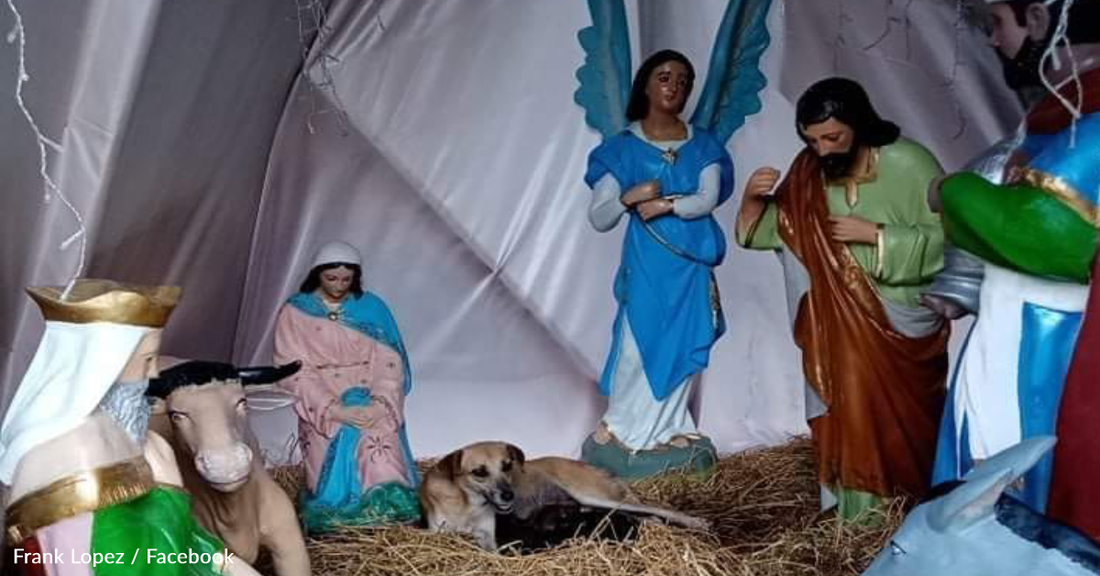 Stray Dog Gives Birth To Puppies In Nativity Scene Manger