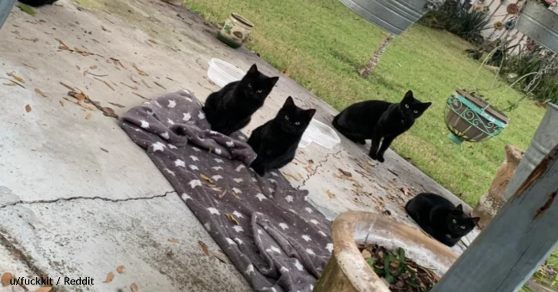 Homeowner Finds Six Black Cats Hanging Out In His Yard