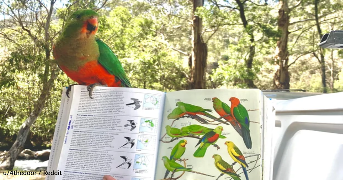 Parrot Lands On Reader's Bird Book That's Open To A Page About The Parrot