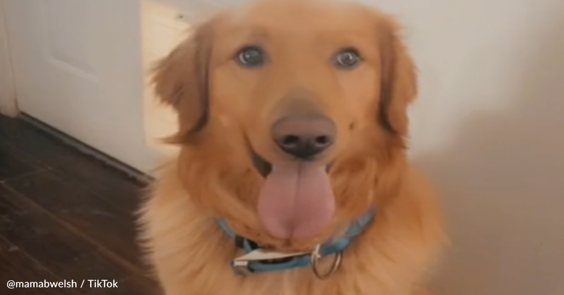 Golden Retriever Alerts Pregnant Owner To Dangerous Infection