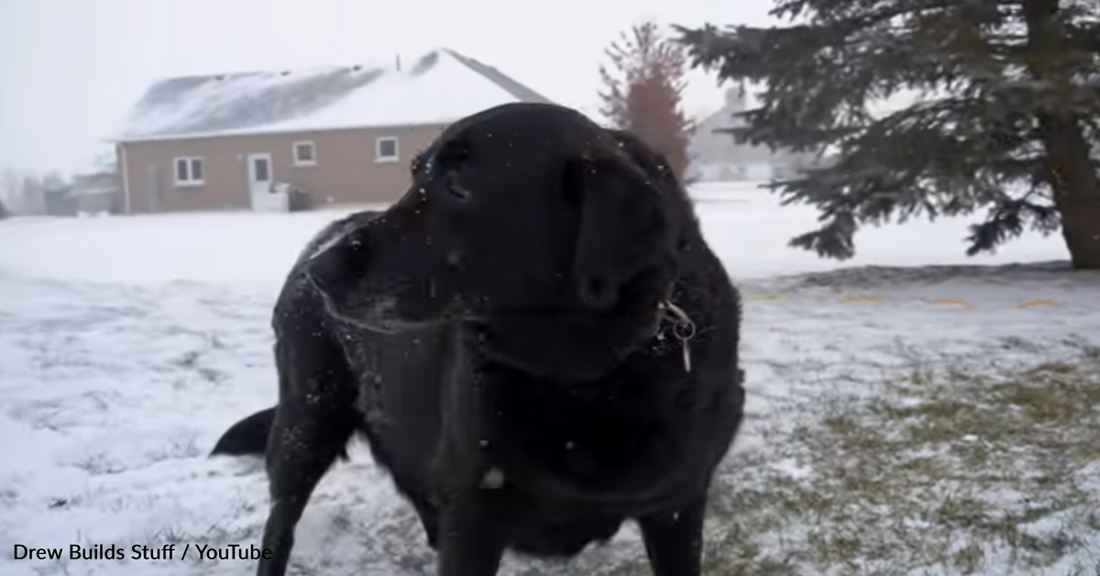 Man Creates Luxury Tiny House For Dog To Keep Warm In Winter